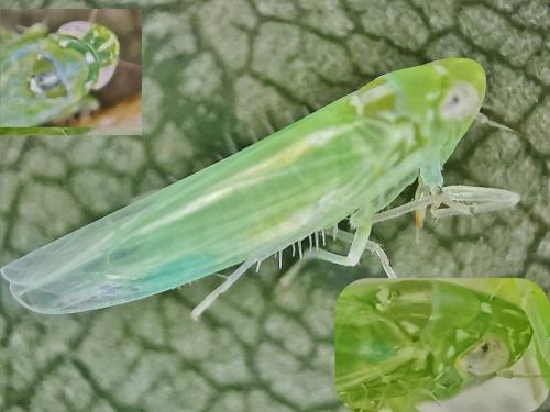 Typhlocybinae
